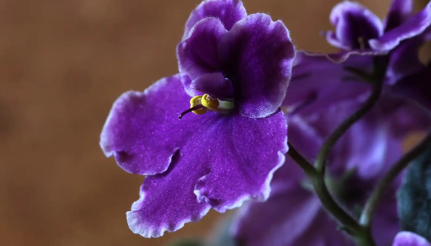 African violet