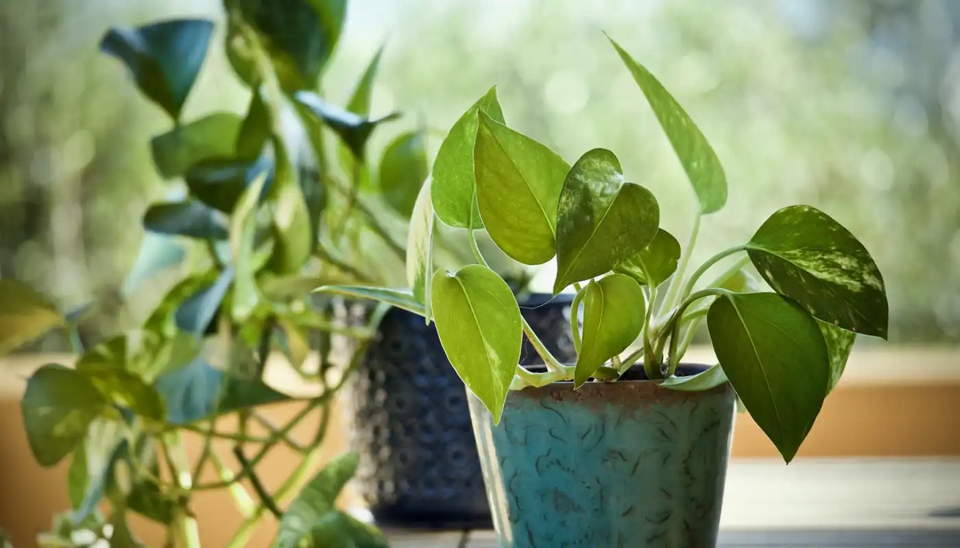 Epipremnum aureum