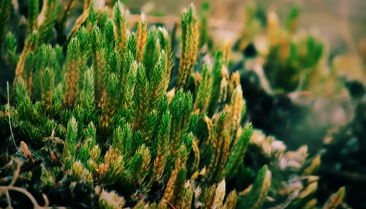 Selaginella kraussiana ‘Variegatus’