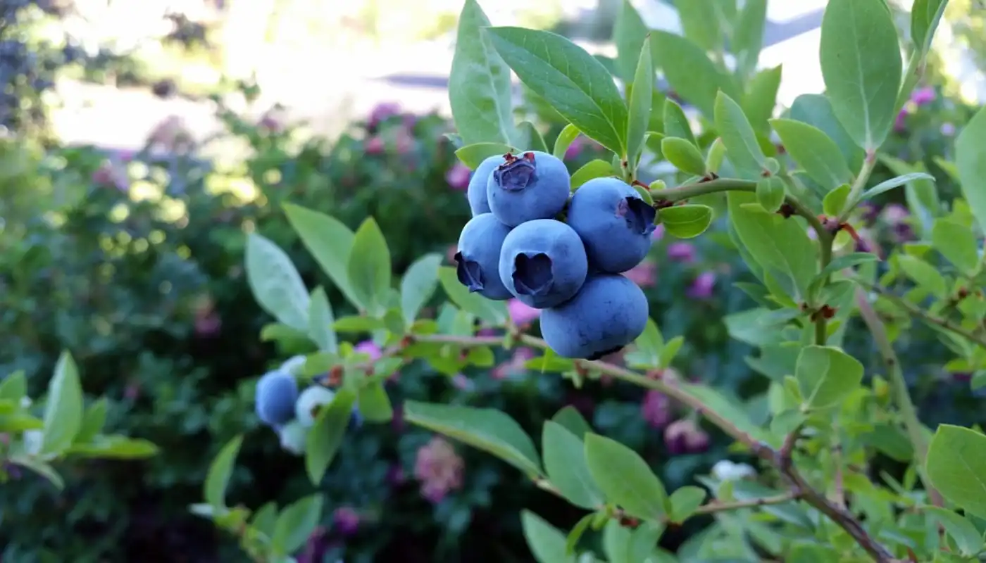 Growing Blueberry