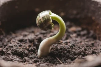 How to Germinate Cannabis Seeds