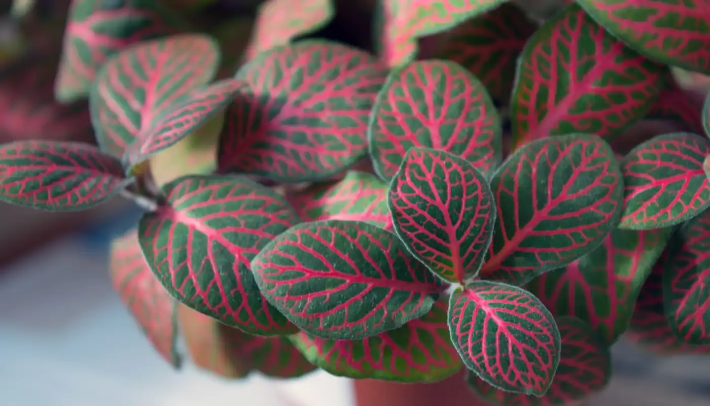 Nerve Plant (Fittonia)