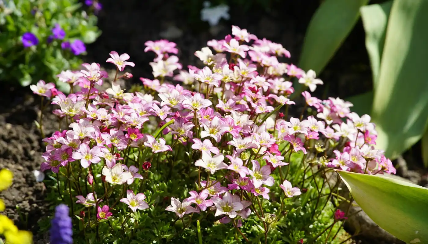 Saxifraga stolonifera