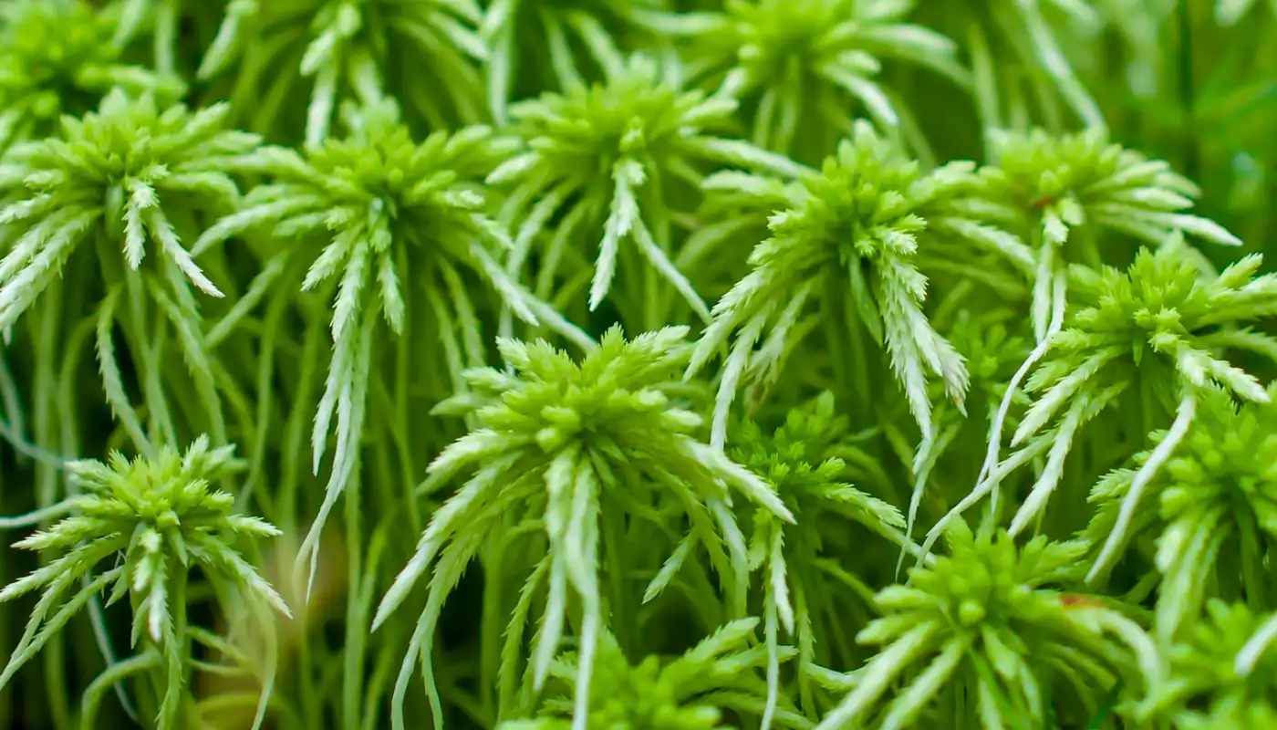 Sphagnum Moss (Sphagnum capillifolium)