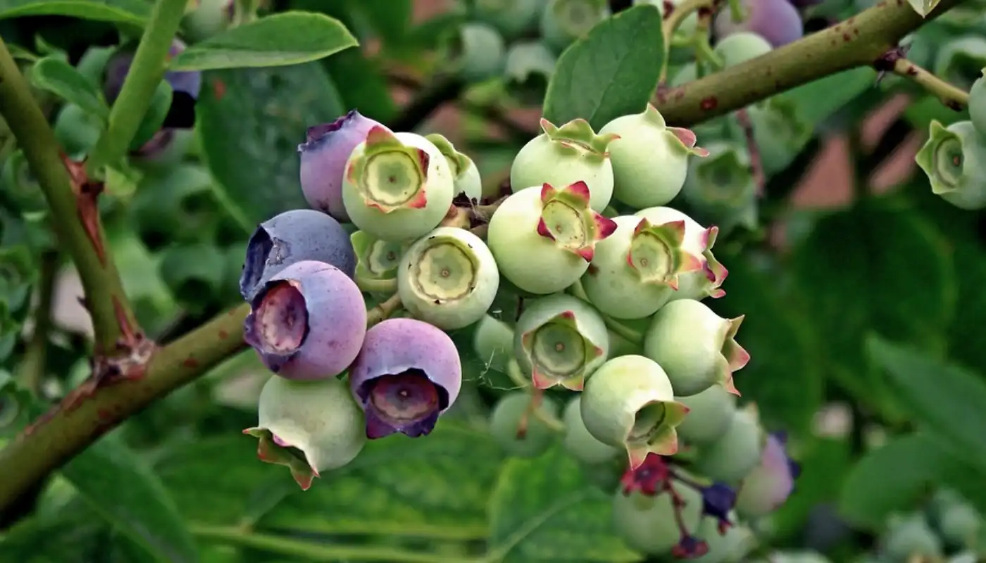 Variety Of Blueberry