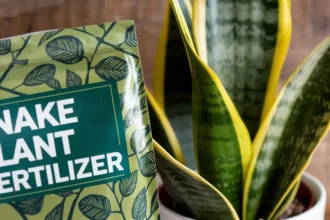 Best Fertilizer For Snake Plant