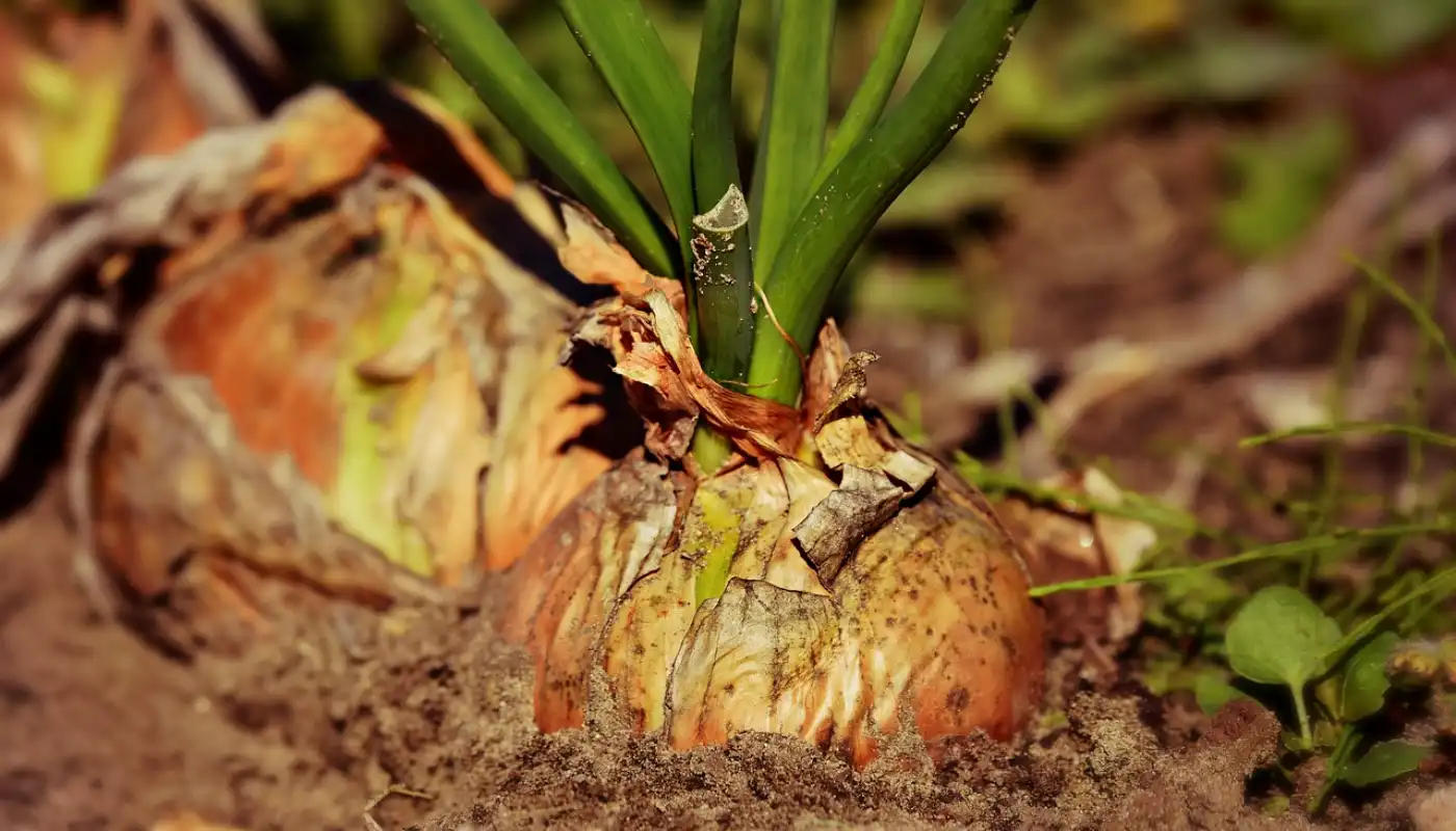 Best Way To Plant Onions