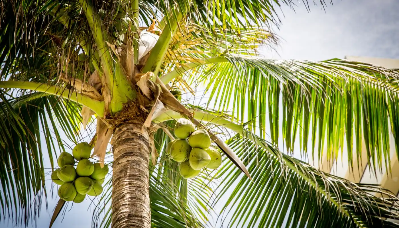 Bismarck Palm Tree