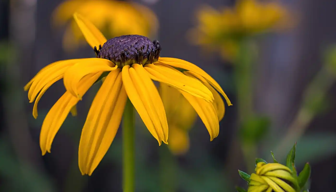 Black-Eyed Susan