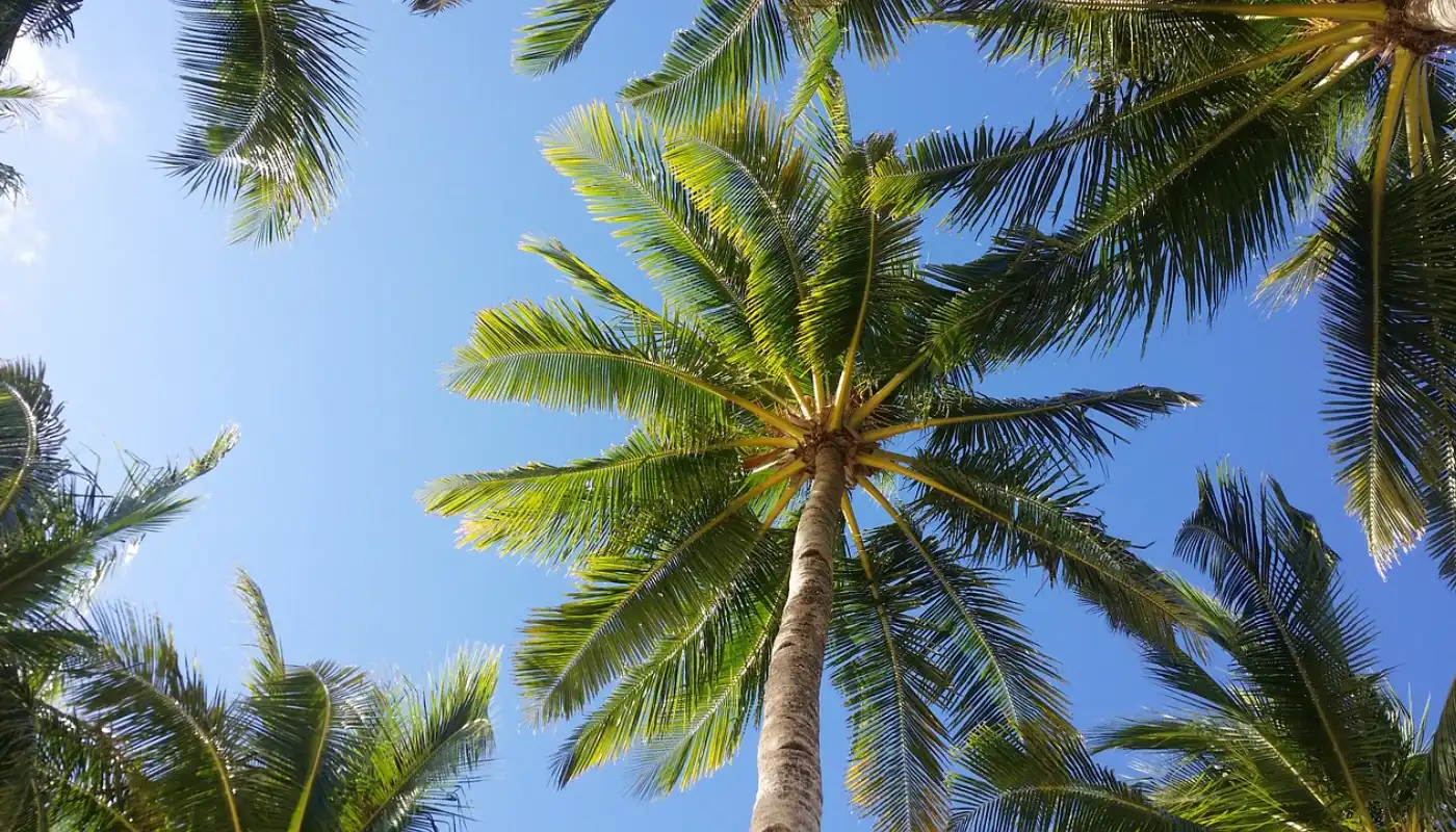 Bottle Palm Tree (Hyophorbe Lagenicaulis)