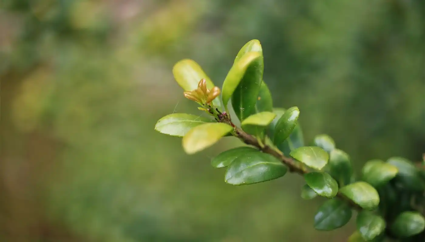 Buxus sempervirens