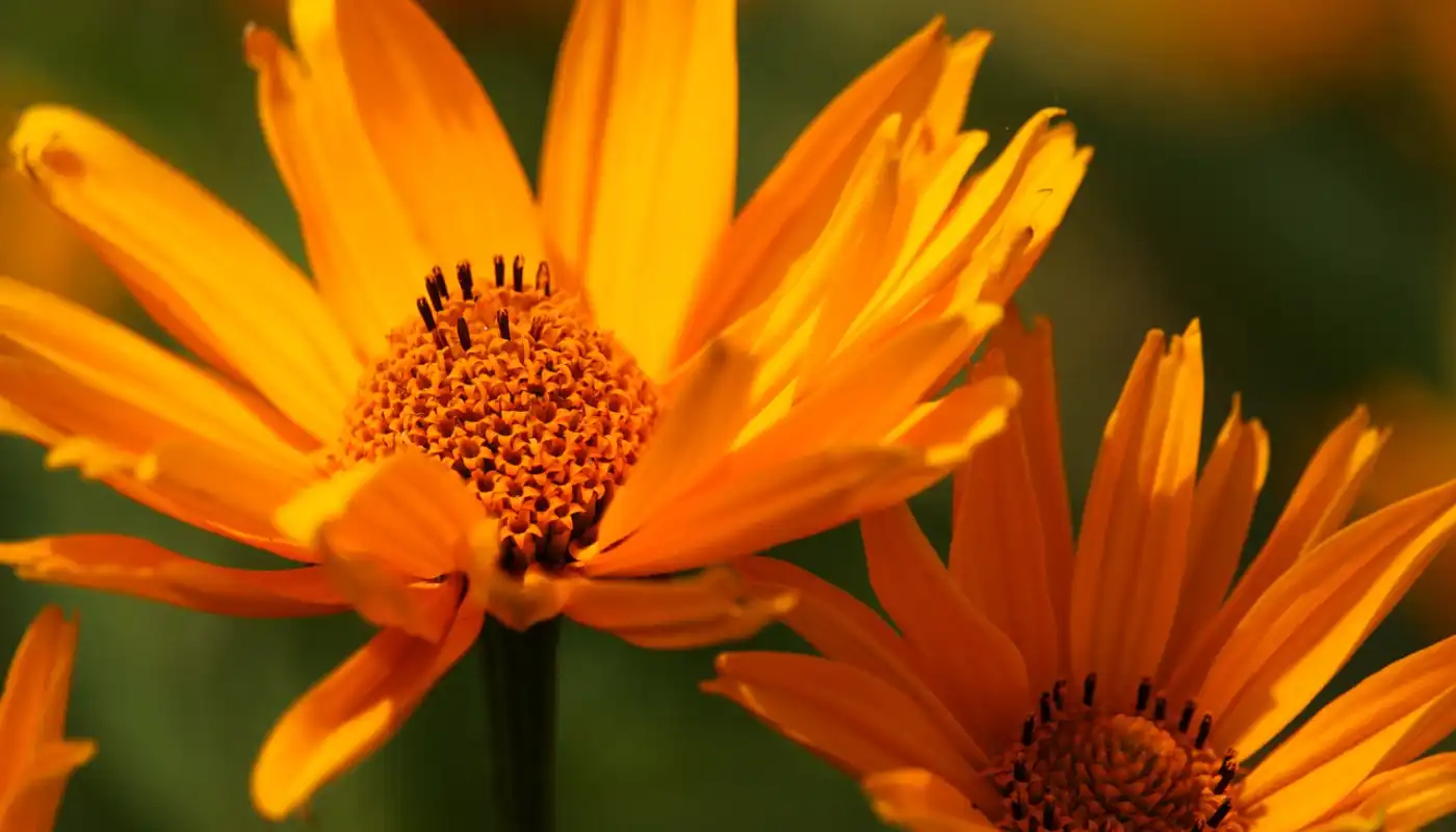 Coneflower