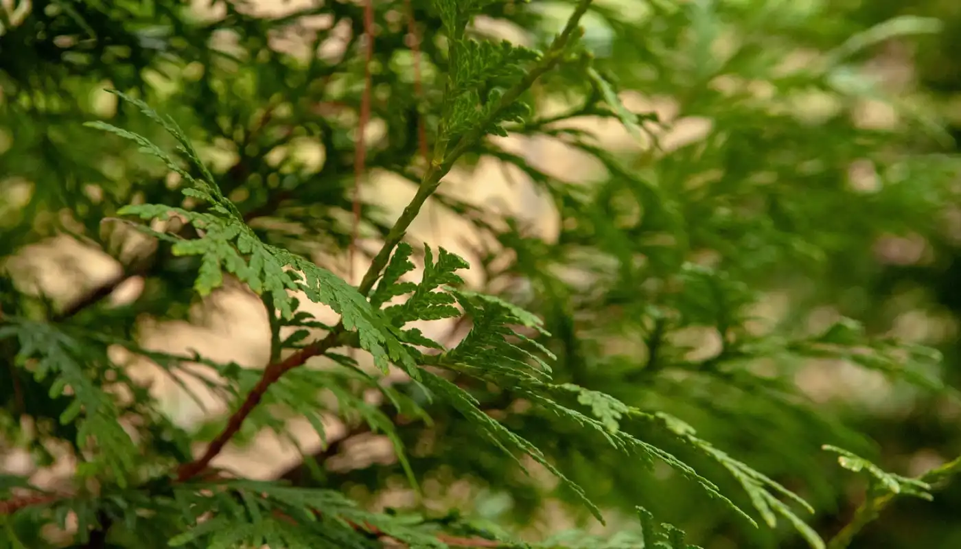 Danica Arborvitae