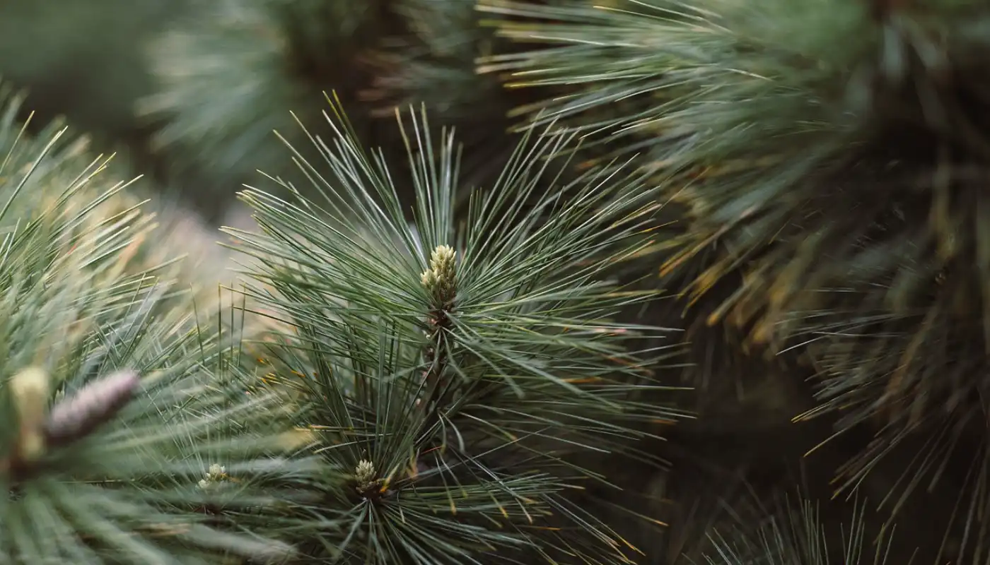 Dwarf Conifers