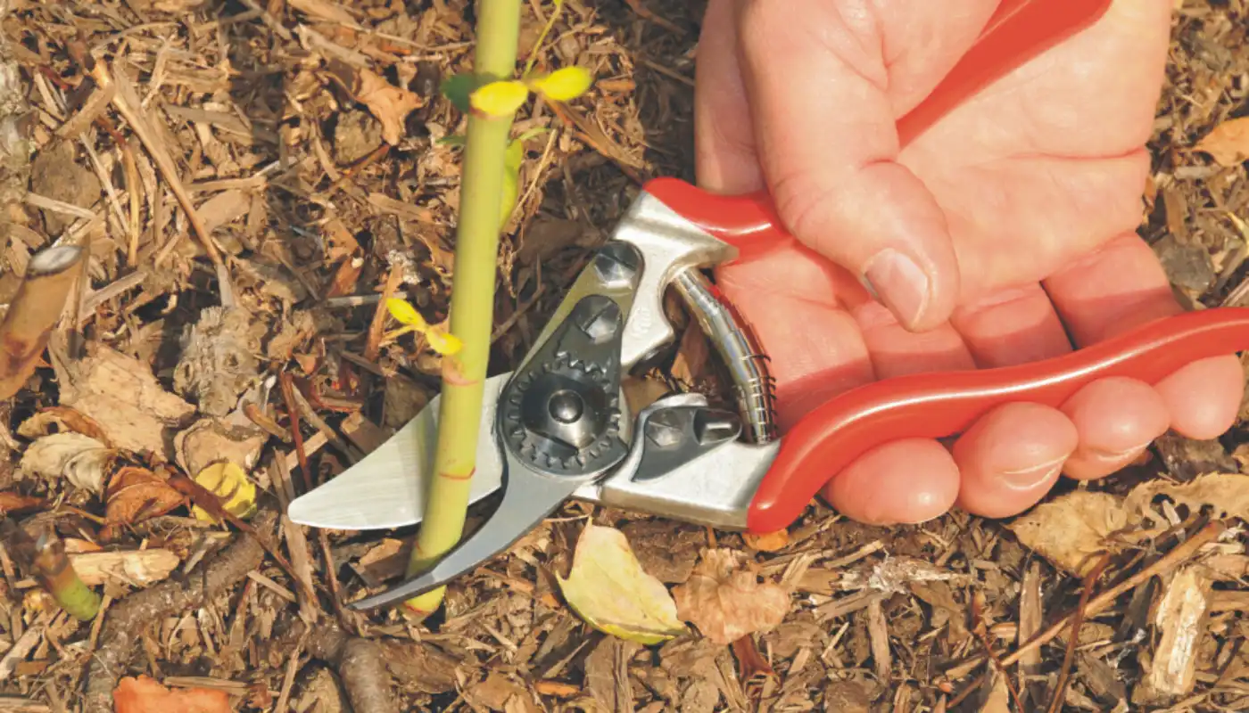 Felco F-6 Classic Pruning Shears