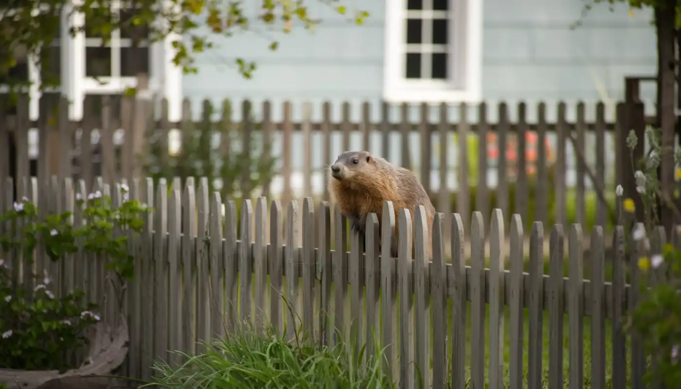 Fence them out of your garden