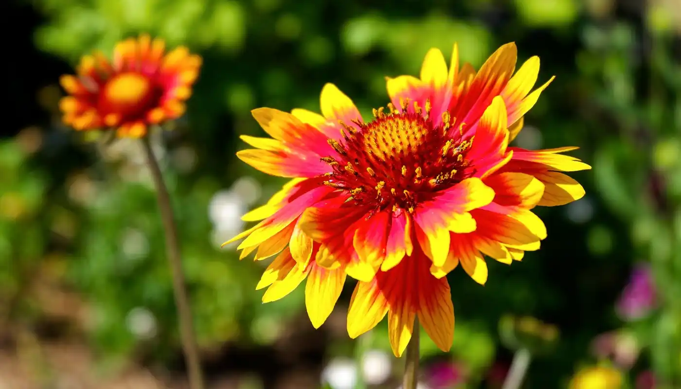 Gaillardia aristata