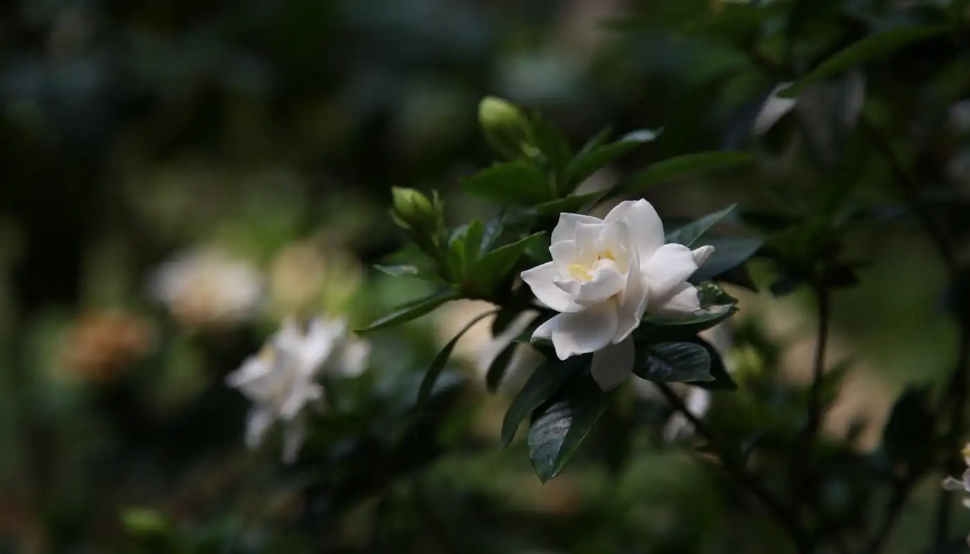 Gardenia jasminoides