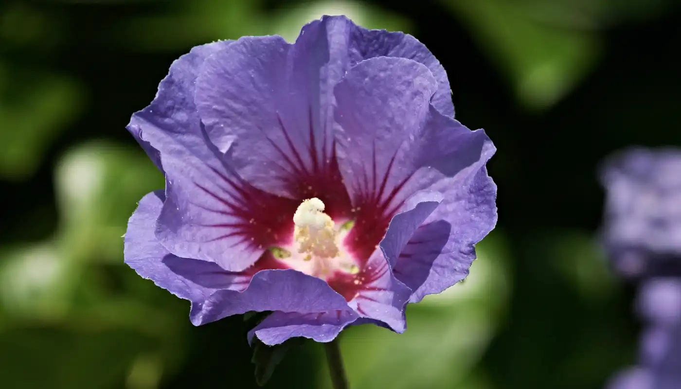 Hibiscus syriacus