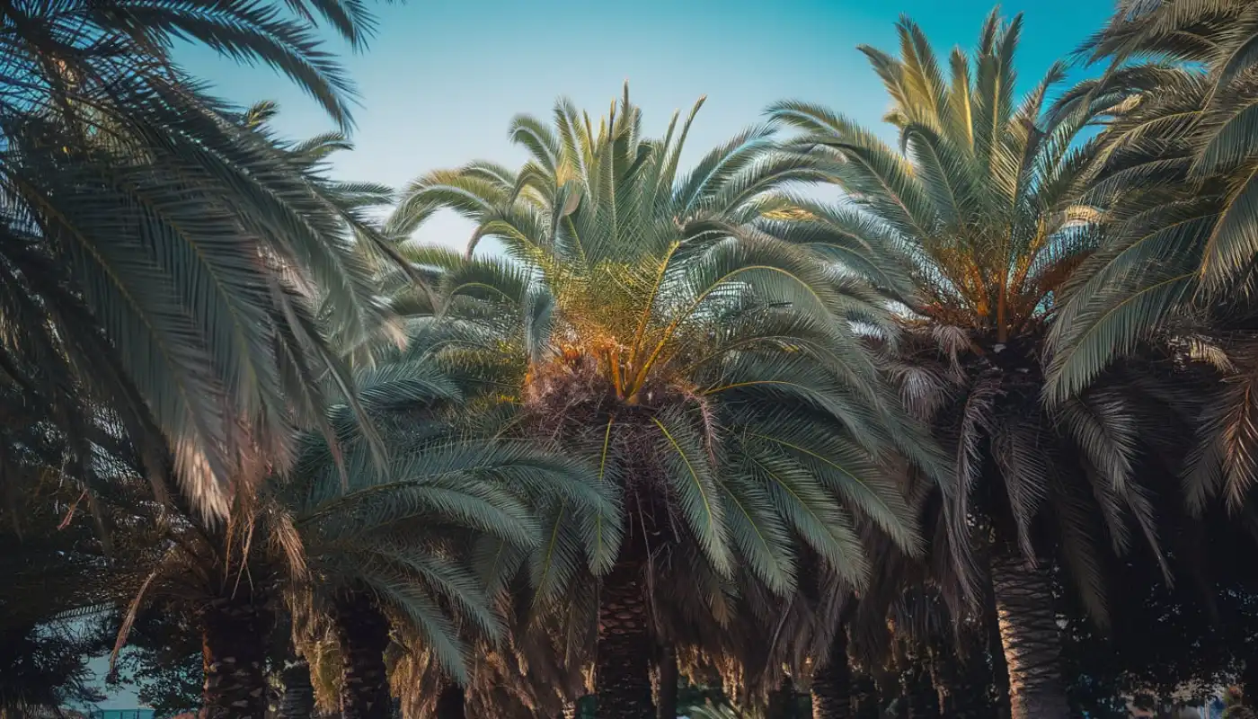How do I care for a palm tree in Florida
