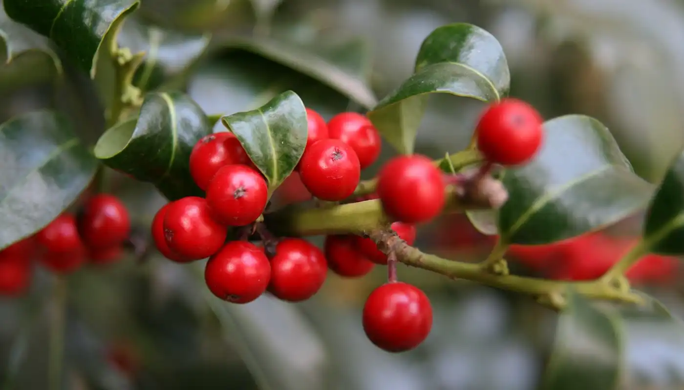 Ilex glabra