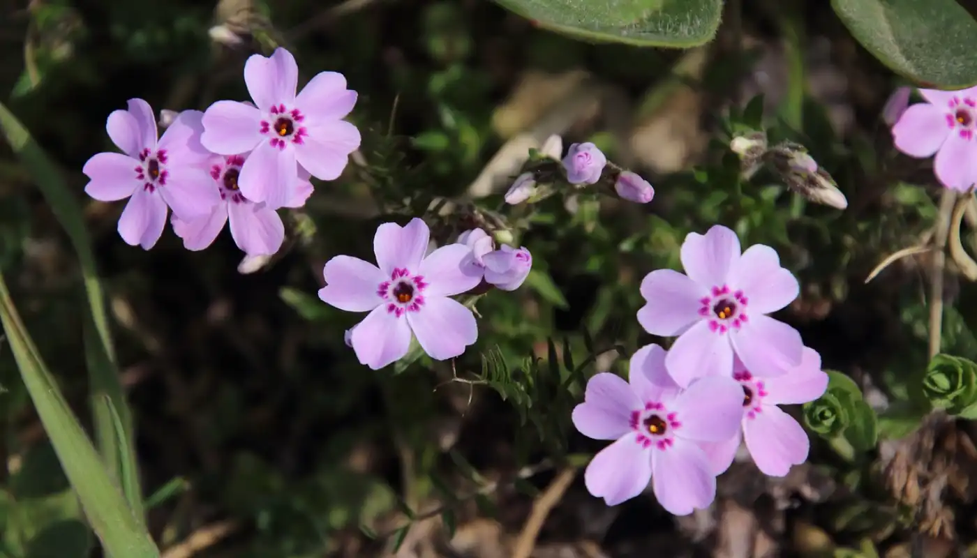 Moss Phlox