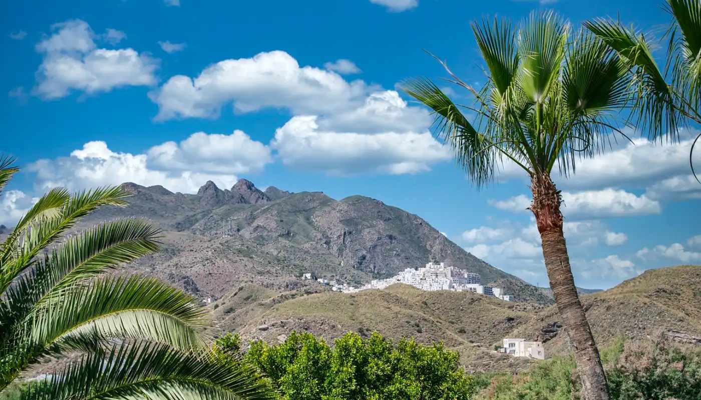 Queen Palm