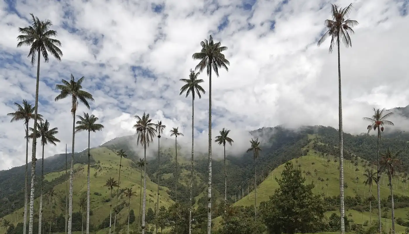 Red Sealing Wax Palm