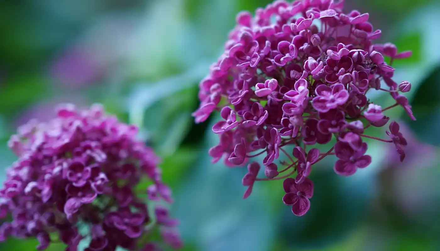 Syringa meyeri