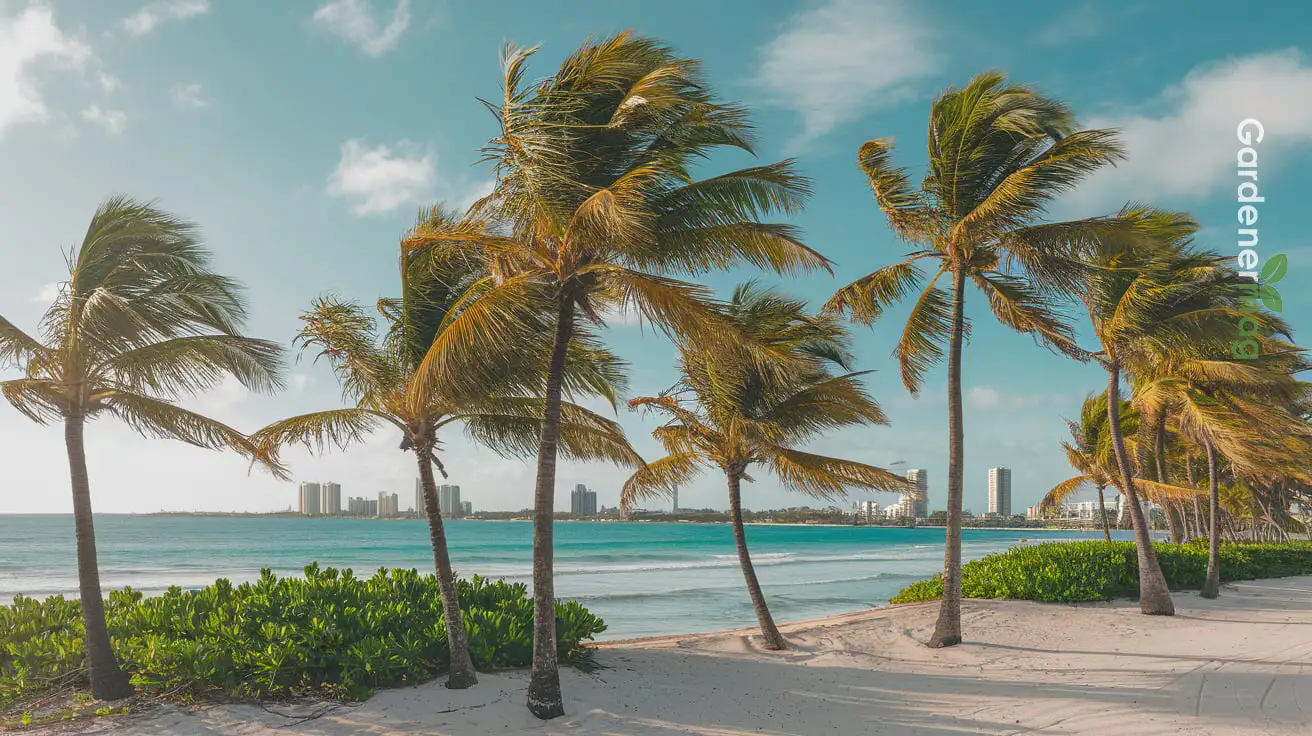 Types Of Palm Trees In Florida
