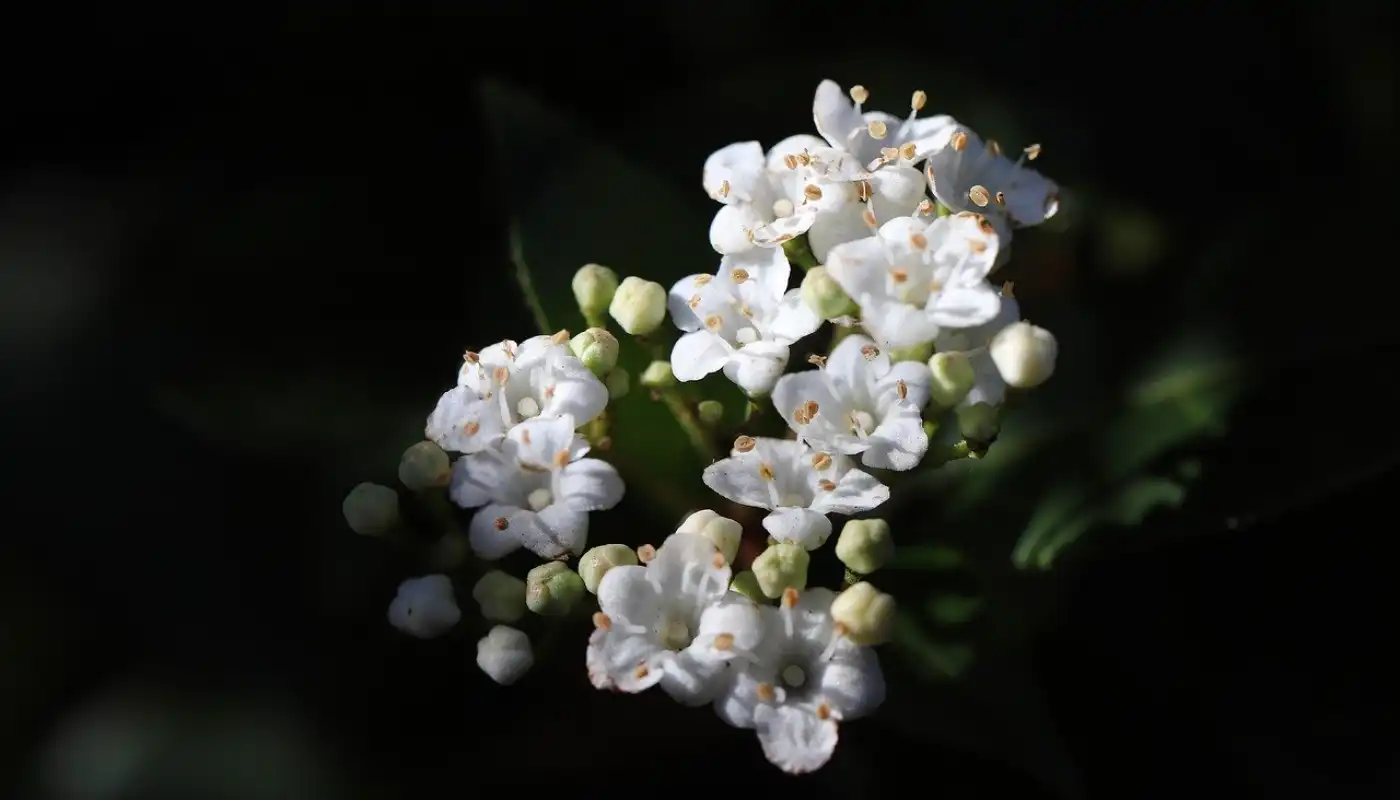 Viburnum spp.