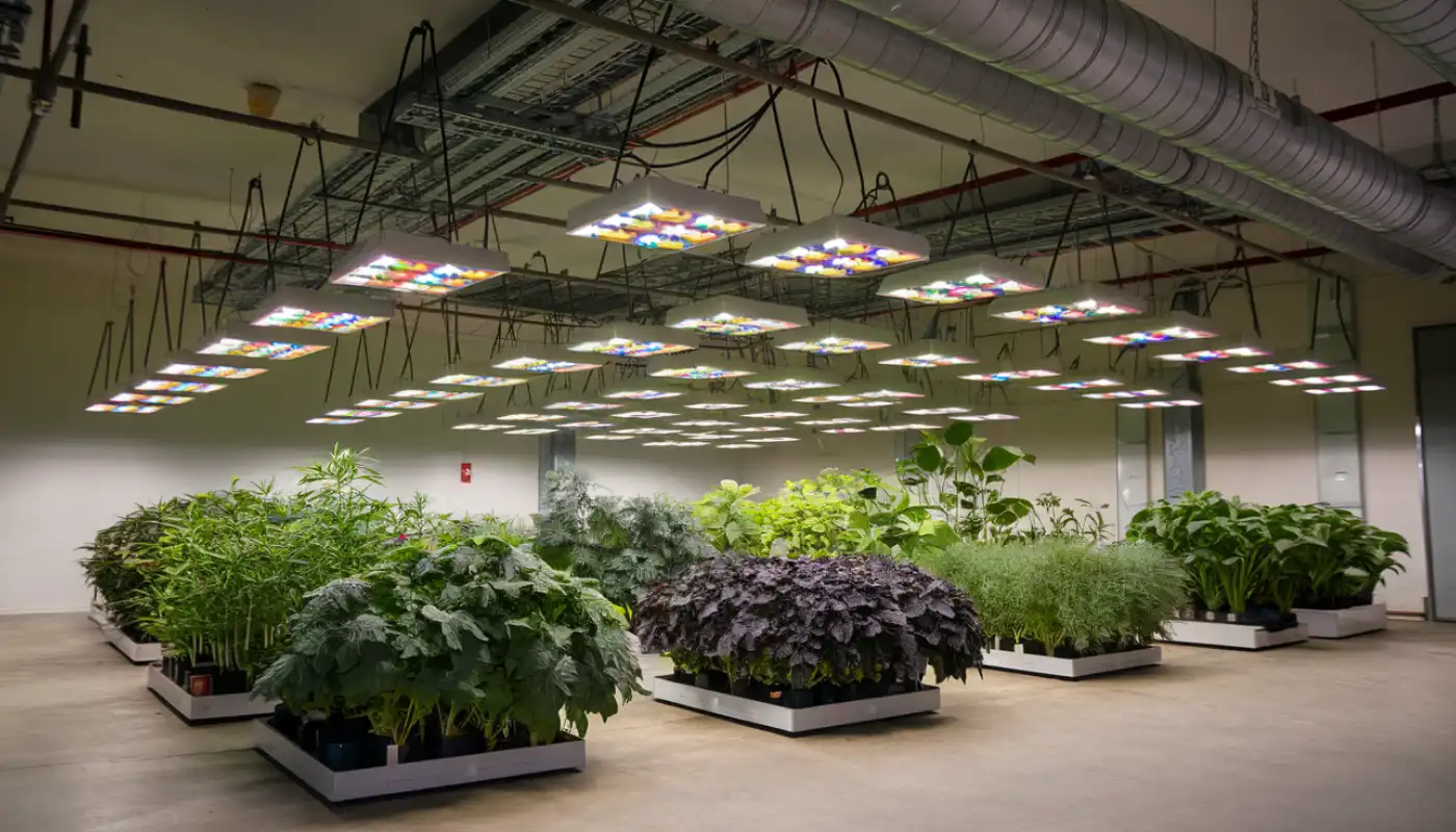 What To Consider When Choosing A Grow Light