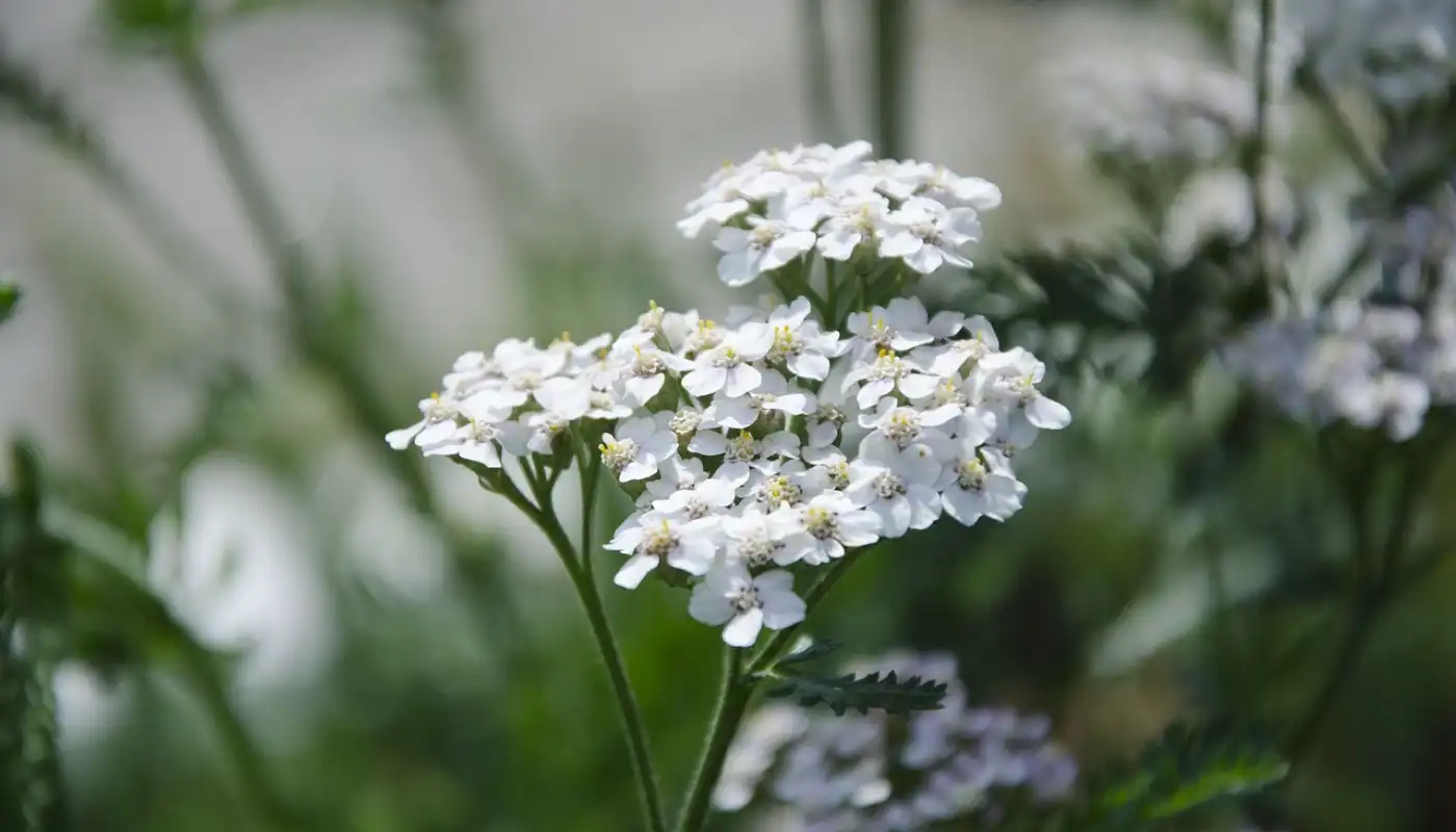 Yarrow