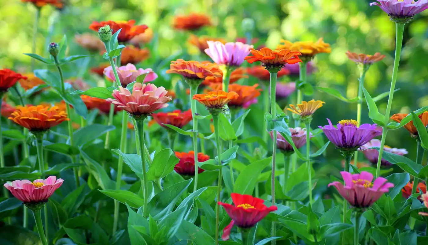 Zinnia elegans or Zinnia violacea