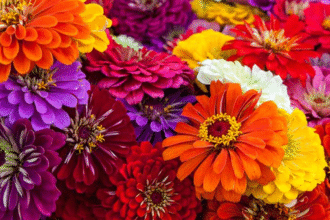 Best Flowers To Plant In Texas Garden To Survive The Summer Heat