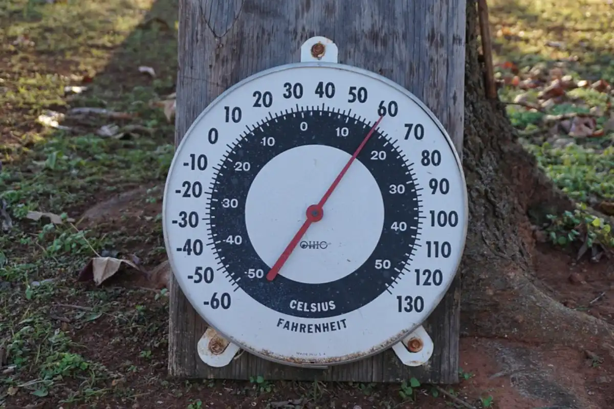 Temperature Management Techniques for Trumpet Lily