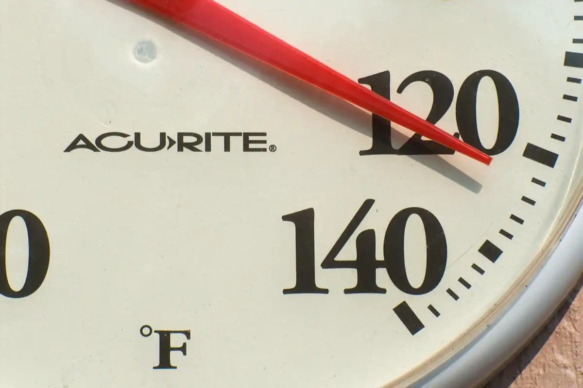 Trumpet Lily and Extreme Temperatures