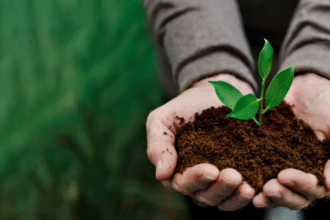Best soil for prayer plant