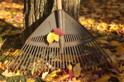 Best Leaf Rake