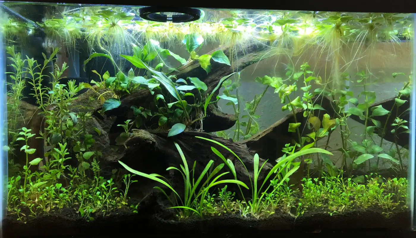 CaribSea Eco-Complete