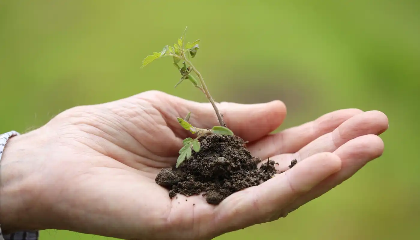 Soil-Based Substrates