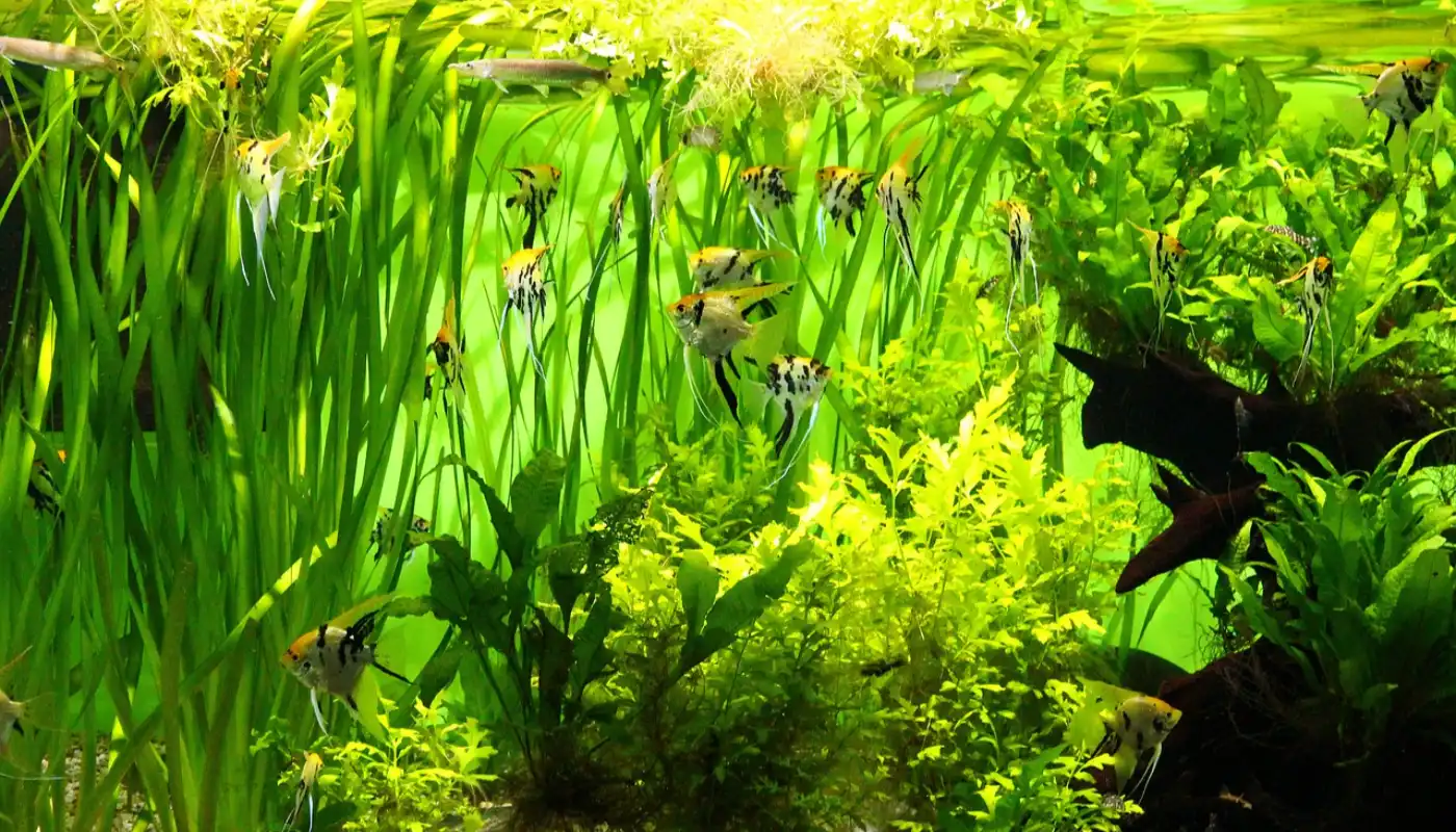 Types of Aquarium Substrates for Plants
