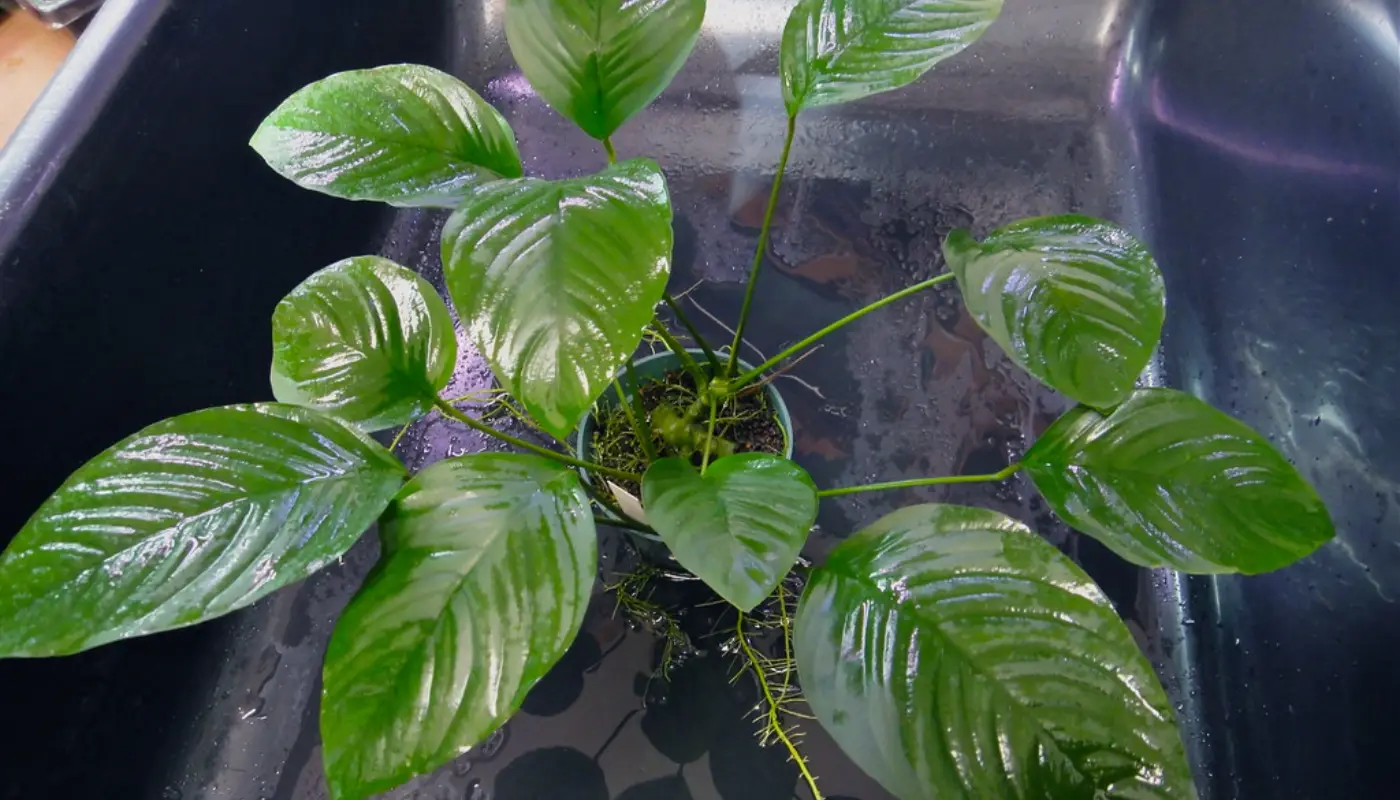 Anubias