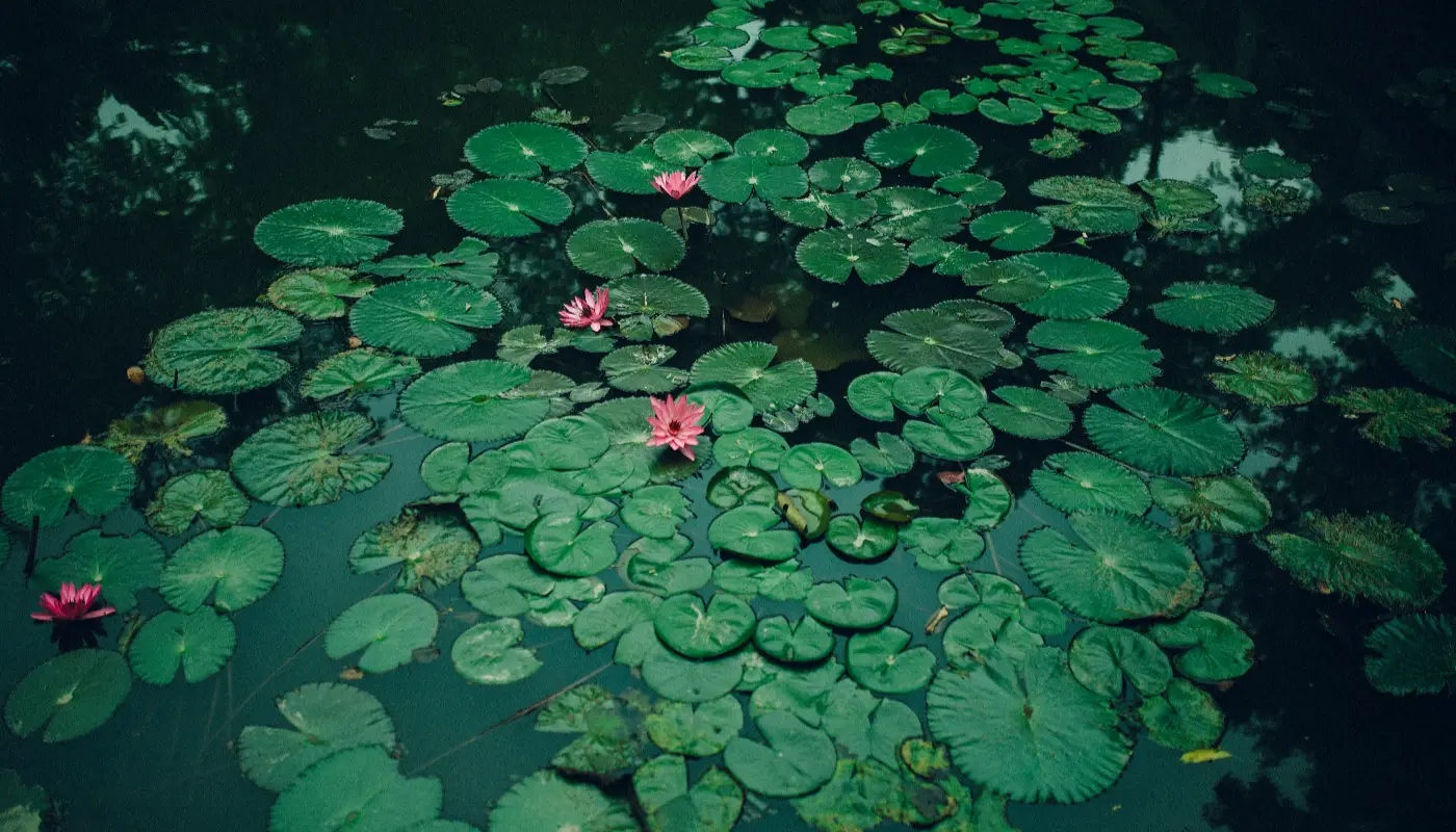 Best Floating Plants for Betta Fish