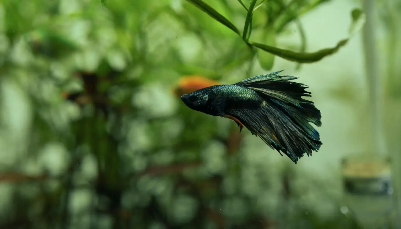 Best Live Plants for Betta Aquariums (Top Picks)