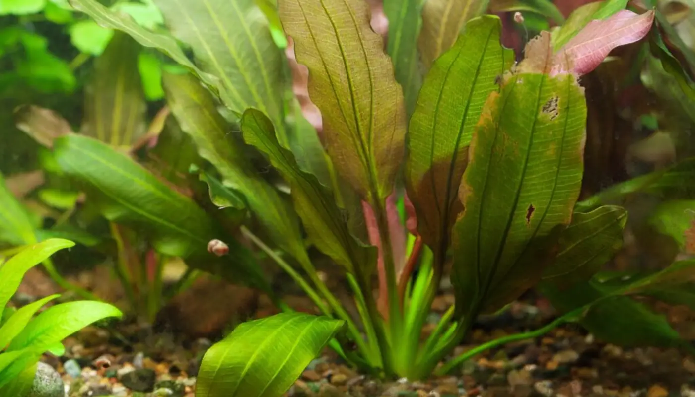 Amazon Sword (Echinodorus bleheri)