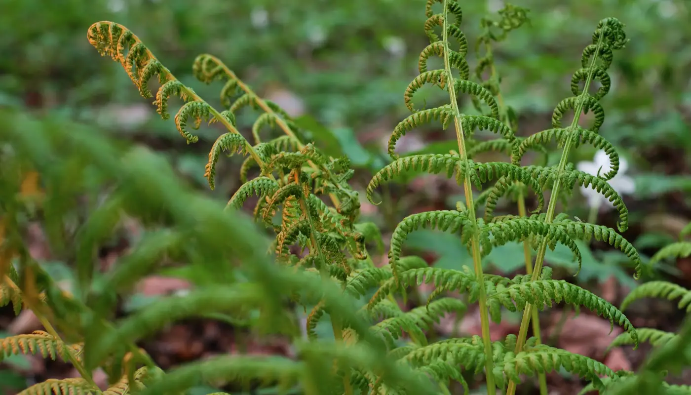 java fern