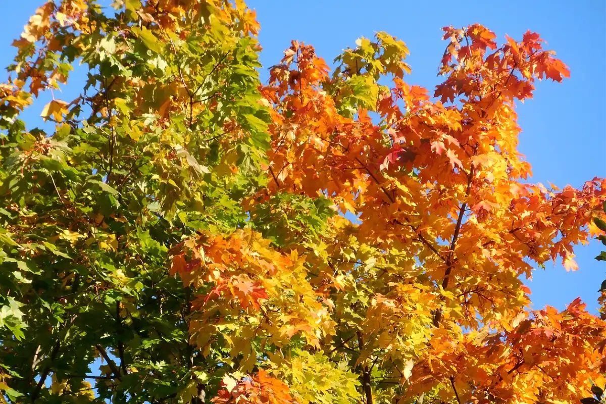 Amur Maple (Acer ginnala)