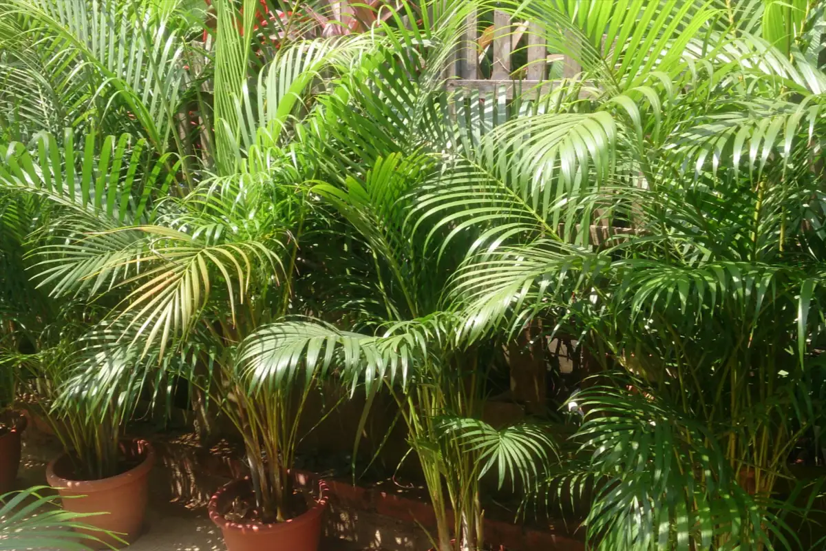 Areca Palm