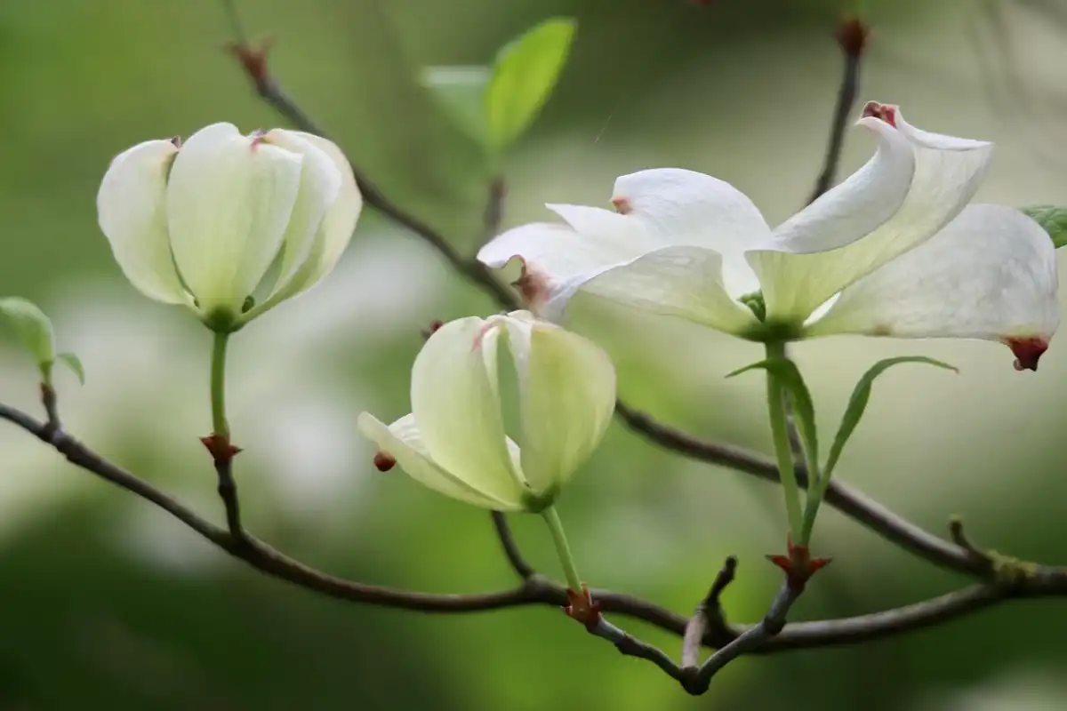 Dogwood (Cornus spp.)